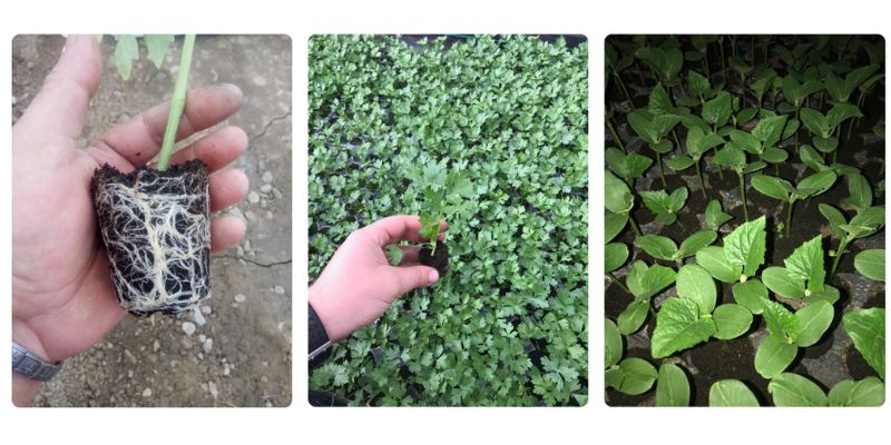 rasaduri de legume rasaduri de rosii , rasaduri de ardei, castraveti, vinete